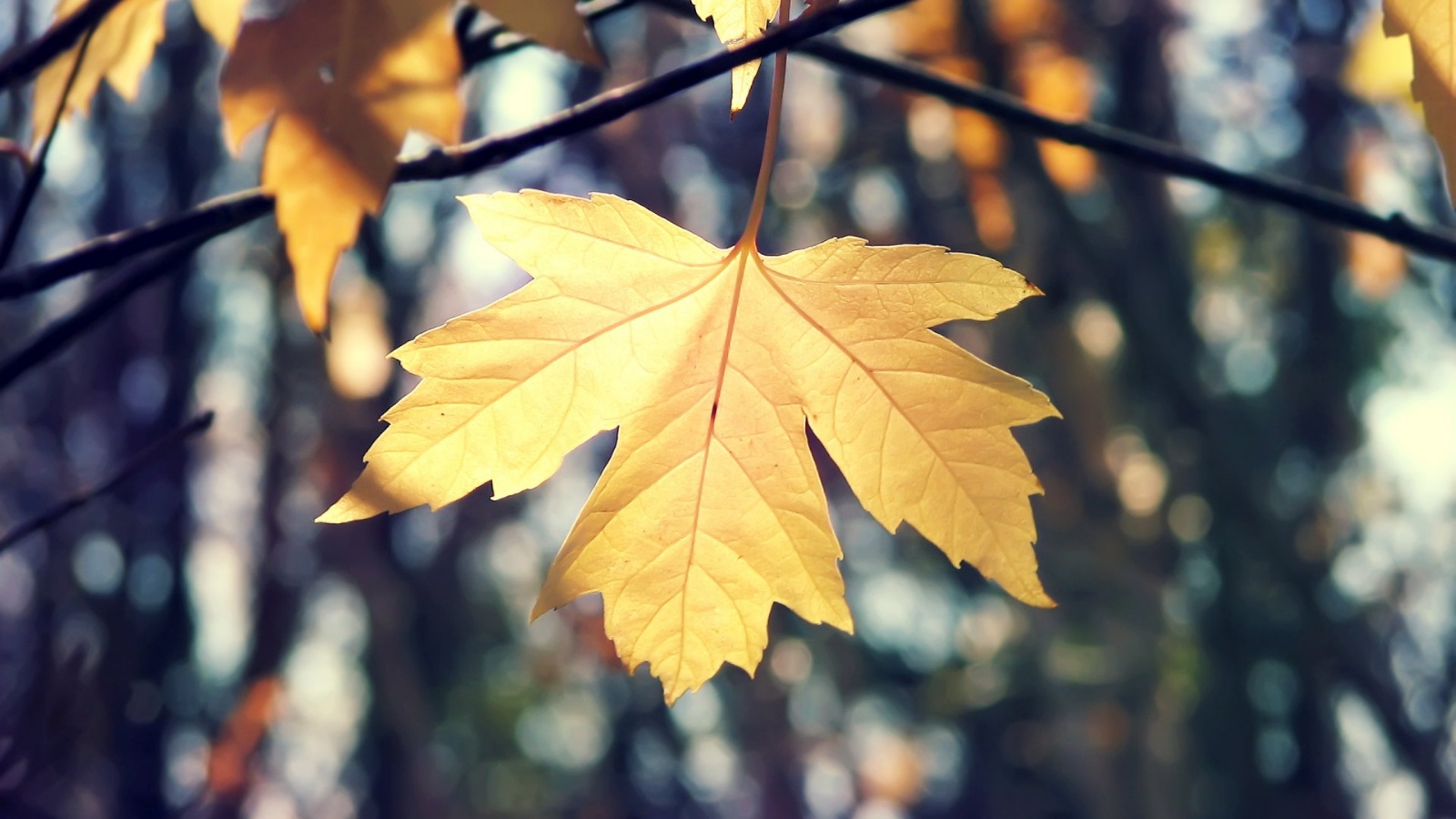 Министерство труда, занятости и социальной защиты